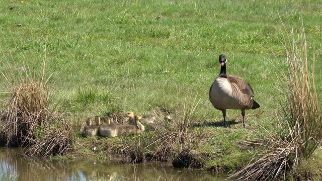 Canada Goose Couple Protecting it's Gosling