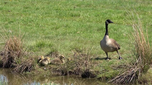 Canada Goose Protecting it's Gosling