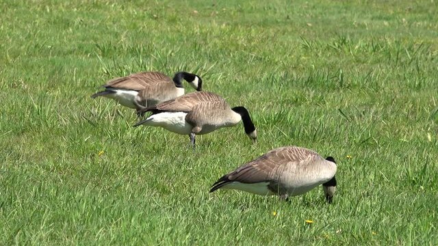 Canada Goose Bird Eating Grass
