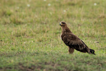 Naklejka na ściany i meble Beautiful Tawny eagle, Masai Mara