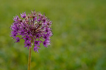 Purple allium flower at the left of the image with blank space at the right.