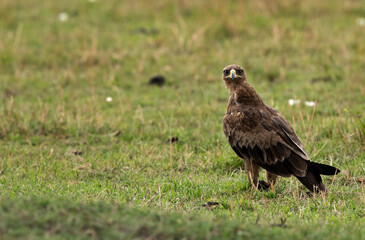 Fototapeta premium Tawny eagle looking towards camera, Masai Mara