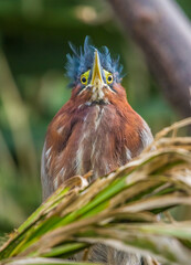 green heron fishing 