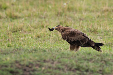 Naklejka na ściany i meble Tawny eagle with a dung in beak. Masai Mara