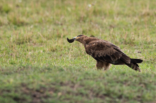 Tawny Eagle With A Dung In Beak. Masai Mara