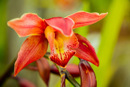 Nun's-Hood Orchid (Phaius Tankervilleae) also Known as Swamp Lily, Veiled Orchid in a Bright Setting
