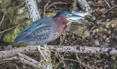 green heron fishing 