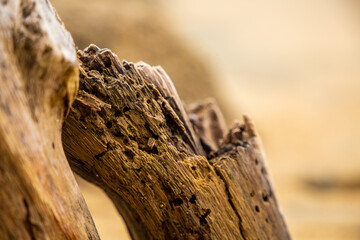 Close Up of a Old Log of Wood Washed by Water on the Beach