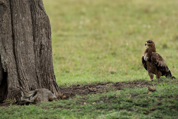 Tawny eagle observing a Bat-eared Fox, Masai Mara