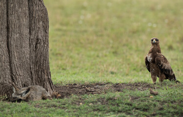 Tawny eagle slowly moving near a Bat-eared Fox, Masai Mara