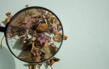 Dry leaves of a flower on a light background through a magnifying glass. Herbarium.