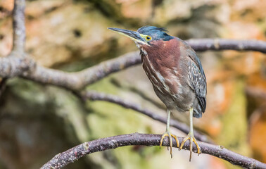 green heron fishing 