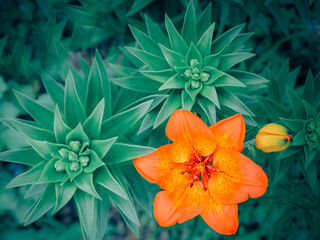 Closeup top view of bright orange lily flower against green leaves background. Creative vintage layout, floral art wallpaper.