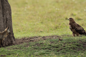 Tawny eagle seeing a Bat-eared Fox, Masai Mara