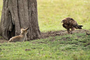 Tawny eagle charging a Bat-eared Fox, Masai Mara