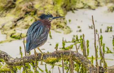 green heron fishing 