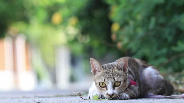 Happy time , a Thai striped cat is eating cat's vegatable call Indian copperleaf