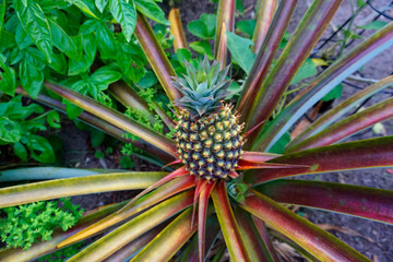 Naklejka na ściany i meble Pineapple plant fruit, garden, tropical garden flower, 