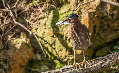 green heron fishing