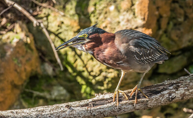green heron fishing