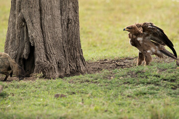 Tawny eagle after a Bat-eared Fox, Masai Mara