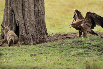 Tawny eagle charging a Bat-eared Fox, Masai Mara