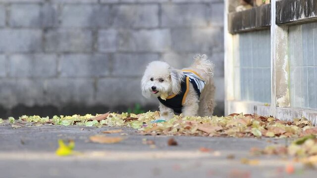 Adorable shih tzu poodle dog wear a dark blue shirt is walking on the street  