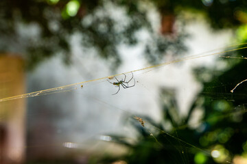 Spider Walking on its Web Catching Insects Against Luxurious Tropical Vegetation Background