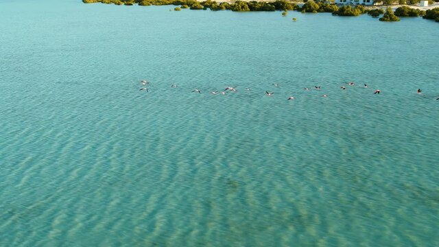 Aerial view of bird flock at Jubail Mangrove Park in Abu Dhabi, UAE.