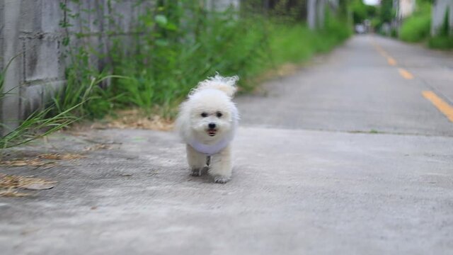 Adorable shih tzu poodle dog wear a shirt is Walking on the street with relaxing 