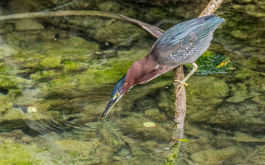 green heron fishing