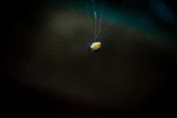 Little Yellow Crab Spider Making its Web Isolated Against Dark Black Background