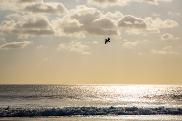 Silhouette of a Pelican Flying in a Warm Cloudy Sky at Dusk/Sunset over The Waves on the Ocean