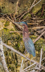 green heron fishing