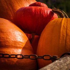 pumpkin