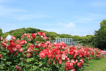 Obraz premium 赤いバラがきれいな須磨離宮公園【5月】