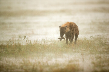 Hyena seraching food in Heavy rain, Masai Mara