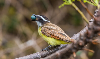 great kiskadee flycatcher bird