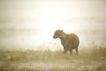 Hyena in Heavy rain, Masai Mara