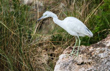 immature little blue heron fishing 
