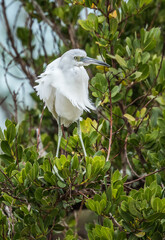 immature little blue heron fishing 