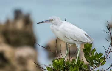 immature little blue heron fishing 