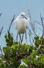 immature little blue heron fishing 