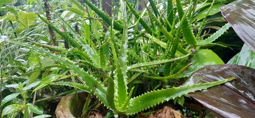 Leaves of aloe vera plant in the garden
