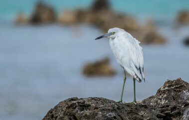 immature little blue heron fishing 