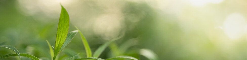 Closeup beautiful attractive nature view of green leaf on blurred greenery background in garden with copy space using as background natural green plants landscape, ecology, fresh cover concept.