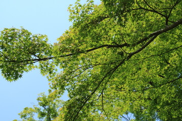 新緑の楓【5月】