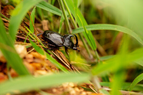 Rhinoceros Beettle (Enema pan) South American Bug Walking on Dirt