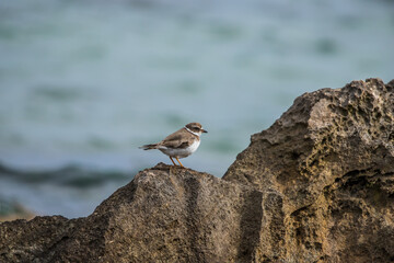 sandpiper on shore