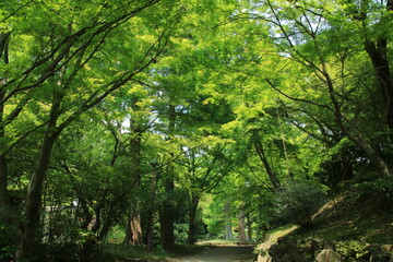 須磨離宮公園の新緑の小径【5月】